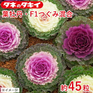 tO F1ݍ 45 ^LCz Ԓd 牠 n{^ ͂ڂ q q ͔| ʔ