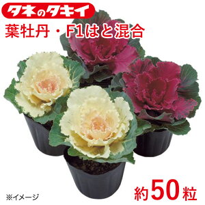 tO F1͂ƍ 50 ^LCz Ԓd 牠 n{^ ͂ڂ q q  ͔| ʔ