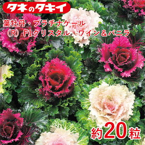 tOEv`iP[iR )F1NX^ Coj 20 Ԓd 牠 n{^ ͂ڂ q q ͔| ʔ