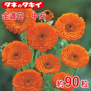 ᵉԁE 90 q  ͔| ʔ ^LC