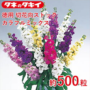 ^LC  p ؉ԌXgbN Jt~bNX 500 Ԓd 牠 点Ƃ q q ͔| ʔ