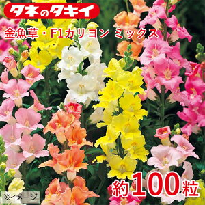 �^�L�C �������EF1�J������ �~�b�N�X ��100�� �^�L�C��z �Ԓd �R�����E�X�i�b�v�h���S�� ���牠�� ������q ��q �͔| �ʔ�