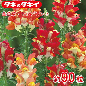 �^�L�C �������E�����u�����g ��90�� �^�L�C��z �Ԓd �R�����E�X�i�b�v�h���S�� ���牠�� ������q ��q �͔| �ʔ�
