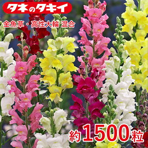 �^�L�C �������E������� ���� ��1500�� �^�L�C��z �Ԓd �R�����E�X�i�b�v�h���S�� ���牠�� ������q ��q �͔| �ʔ�