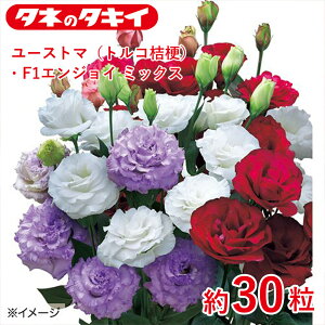 ^LC [Xg}igRj[jEF1GWC ~bNX 30 ^LCz Ԓd gRj[ 牠 q q ͔| ʔ