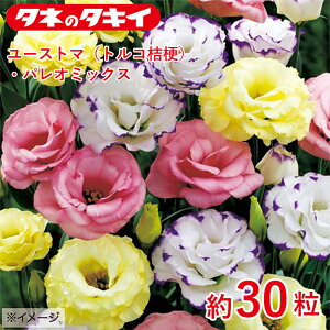 ^LC [Xg}igRj[jEpI~bNX 30 ^LCz Ԓd gRj[ 牠 q q ͔| ʔ