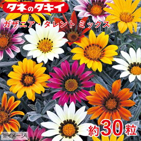 タキイ ガザニア・タレント ミックス 約30粒 タキイ交配 花壇 瑠璃唐草 生育旺盛 混合種子 種子 栽培 通販