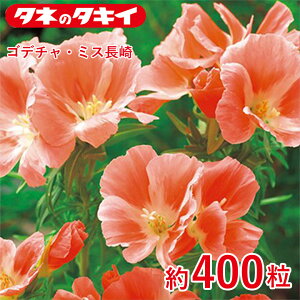 ^LC Sf`E~X 400 ^LCz Ԓd ڗ 牠 q q ͔| ʔ