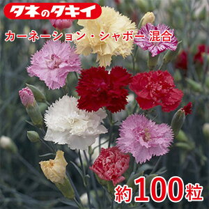 ^LC J[l[VEV{[  100 ^LCz Ԓd ڗ 牠 q q ͔| ʔ