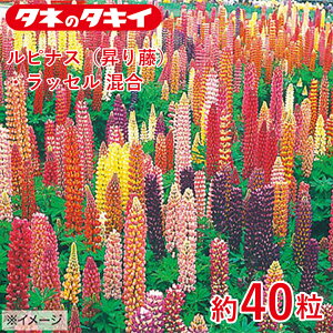 ^LC siXi蓡jEbZ  40 ^LCz Ԓd ڗ 牠 q q ͔| ʔ