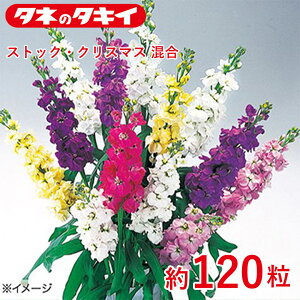 ^LC XgbNENX}X  120 ^LCz Ԓd ڗ 牠 q q ͔| ʔ