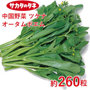  cPi I[^|G 260 TJ^z ƒ؉   q K[fjO ͔| _ ؍   T_ ^LC ^LC̃^l ʔ t  H ~