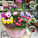 【栄養剤プレゼント】 寄せ植えが作れる 花苗セット ギフト 花苗 セット 8ポット 前後 寄せ植え 季節のお花 セット 花 誕生日 プレゼント 贈り物 玄関先 ベランダ 店舗前お任せ フラワーギフト 送料無料 屋外 パンジー ビオラ 春の花 冬の花 ガーデニング