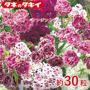 ^LC _CATXiȂłjEPWg~bNX 30 ^LCz Ԓd ifVR 牠 q q ͔| ʔ