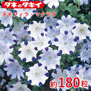 ^LC ltBE}N^@180 ^LCz Ԓd ڗ 牠 q q ͔| ʔ
