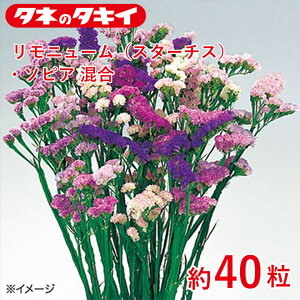 ^LC j[iX^[`XjE\sA  40 ^LCz Ԓd ڗ 牠 q q ͔| ʔ