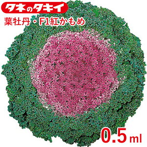 tO F1g 0.5ml ^LCz Ԓd 牠 n{^ ͂ڂ q q  ͔| ʔ ^LC