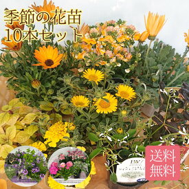 母の日 早割 ギフト【送料無料】当店のお任せ季節の花苗10本セット ピンク イエロー パープルの中からお選びください 春 夏 寄せ植え 花壇 ガーデニング 玄関前 店舗前 ギフトにおすすめ 鉢植え フラワー イエロー ピンク パープル セット ギフト 鉢 母の日 プレゼント