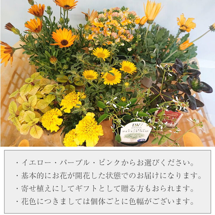 楽天市場 送料無料 当店のお任せ季節の花苗10本セット ピンク イエロー パープルの中からお選びください 春 夏 寄せ植え 花壇 ガーデニング 玄関前 店舗前 ギフトにおすすめ 鉢植え フラワー イエロー ピンク パープル セット ギフト 鉢 母の日 プレゼント カワシマ