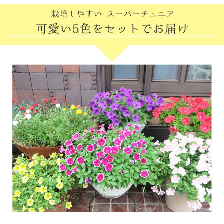 楽天市場 送料無料 当店イチオシ スーパーチュニアビスタ ５本セット ペチュニア 寄せ植え 花壇 ガーデニング 鉢植えにおすすめ 雨に強い 花径5cm 6cm 花 春 夏 誕生日 プレゼント 寄せ植え用 寄せ植え 鉢 ホワイト パープル ピンク 苗 セット カワシマ園芸