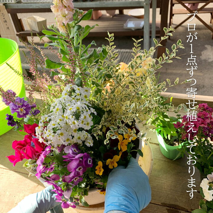 楽天市場 送料無料 プロが寄せ植えした季節の寄せ植え 花の種類 アリッサム プリムラジュリアン ローダンセマム 花かんざし ノースポール ラミウム ビオラ 受皿付き 冬 玄関 ベランダ ギフト プランター 母の日 ギフト プレゼント カワシマ園芸 楽天市場店