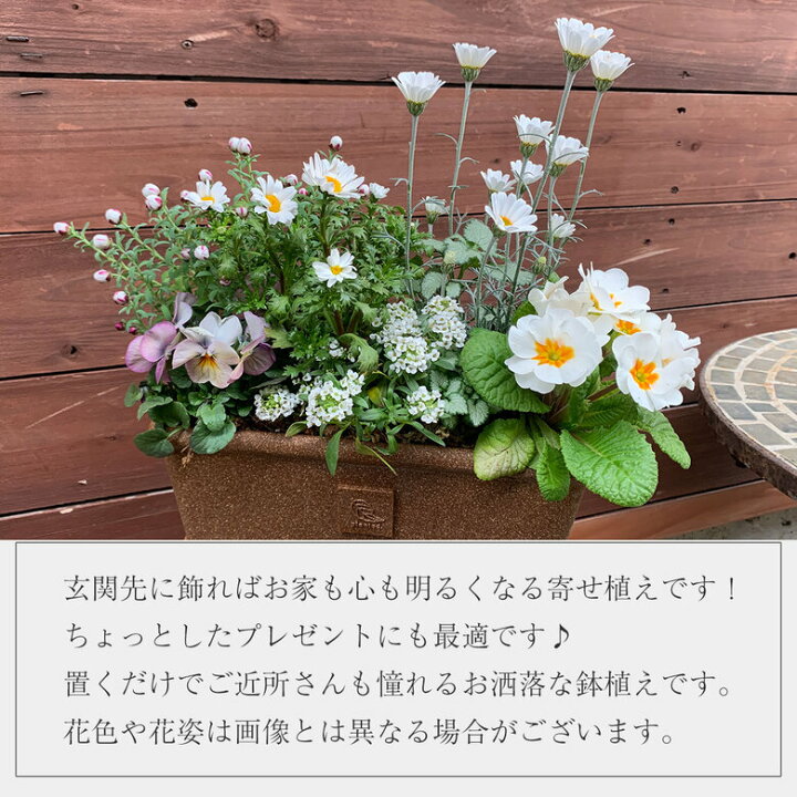 楽天市場 送料無料 プロが寄せ植えした季節の寄せ植え 花の種類 アリッサム プリムラジュリアン ローダンセマム 花かんざし ノースポール ラミウム ビオラ 受皿付き 冬 玄関 ベランダ ギフト プランター 母の日 ギフト プレゼント カワシマ園芸 楽天市場店