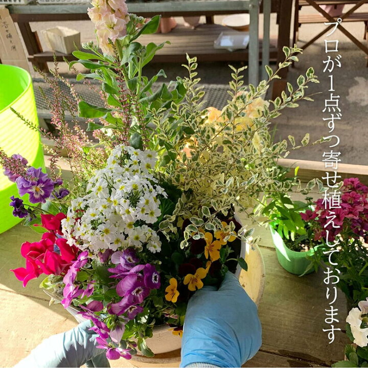 楽天市場 10 Off 送料無料 楽しめる素敵な寄せ植え パープル 系 イエロー 系 ピンク 系 おまかせ 寄せ植え プレゼント 玄関 玄関先 店舗前 鉢植え フラワー 鉢 ギフト おしゃれ 通販 宅配 春 夏 秋 冬 花 おすすめ 誕生日 カワシマ園芸 楽天市場店