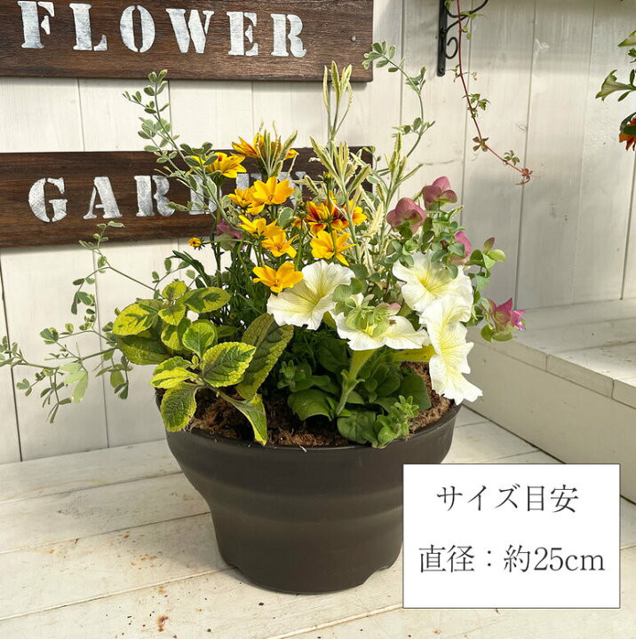 楽天市場 送料無料 通年楽しめる パープル系 イエロー系 ピンク系 おまかせ 寄せ植え プレゼント 通年楽しめる素敵な寄せ植え 玄関前 店舗前 鉢植え フラワー 鉢 ギフト プレゼント カワシマ園芸 楽天市場店