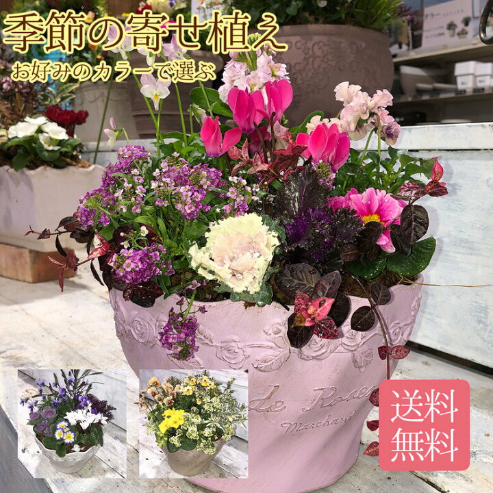 楽天市場 当店おまかせ寄せ植え カラーお選び頂けます イエロー系 ピンク系 パープル系 玄関先 お店の前 ギフトにおすすめ花 寄せ植え 鉢植え 冬の花 フラワー クリスマス セット ギフト 鉢 正月 冬 カワシマ園芸 楽天市場店