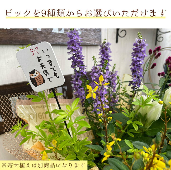 楽天市場 送料無料 楽しめる素敵な寄せ植え パープル 系 イエロー 系 ピンク 系 おまかせ 寄せ植え プレゼント 玄関 玄関先 店舗前 鉢植え フラワー 鉢 ギフト おしゃれ 通販 宅配 春 夏 秋 冬 花 おすすめ 誕生日 カワシマ園芸 楽天市場店