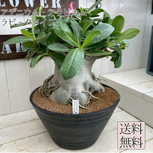 多肉植物 観葉植物の人気商品 通販 価格比較 価格 Com