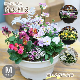 母の日 早割 ギフト【栄養剤プレゼント】 専門店の 寄せ植え ギフト 鉢 鉢植え 完成品 季節のお花 セット Mサイズ 鉢花 花 誕生日 プレゼント 贈り物 玄関先 ベランダ 店舗前 ラワーギフト 送料無料 鉢 屋外 花苗 パンジー ビオラ 春の花 メッセージカード ガーデニング