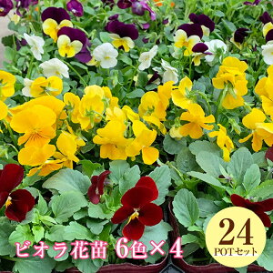 rI 24Zbg ԕc 6F 4|bg 24|bg Zbg A\[g CG[ zCg bh p[v ԕt  H ~ t a v[g