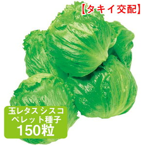 ʃ^X VXR ybgq 150 ƒ؉   q ܂ ^X ꂽ `V ͔| _ ؍   ^LC ʔ ₷ 