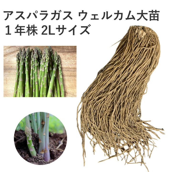 楽天市場】【育て方付き】 アスパラガス ウェルカム大苗 1年株 2L  