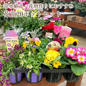 寄せ植えや花壇作りにおすすめ 花苗20ポットセット ギフト 花苗セット 20ポット 季節のお花 セット 花 誕生日 プレゼント 贈り物 玄関先 ベランダ 店舗前 お任せ 寄せ植えが作れる 花苗セット ギフト 花苗 寄せ植え 送料無料 屋外 ガーデニング