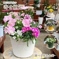 【栄養剤プレゼント】 専門店の 寄せ植え ギフト 鉢 鉢植え 完成品 季節のお花 鉢花 花 誕生日 プレゼン…