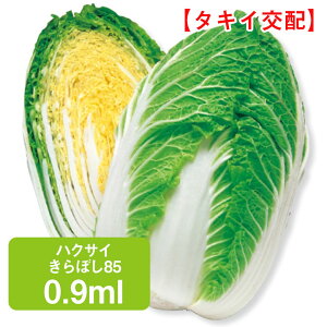 nNTC ڂ85 ^LCz 0.9ml ͂  ƒ؉   K[fjO ͔| _ ؍   Е Ђ L`