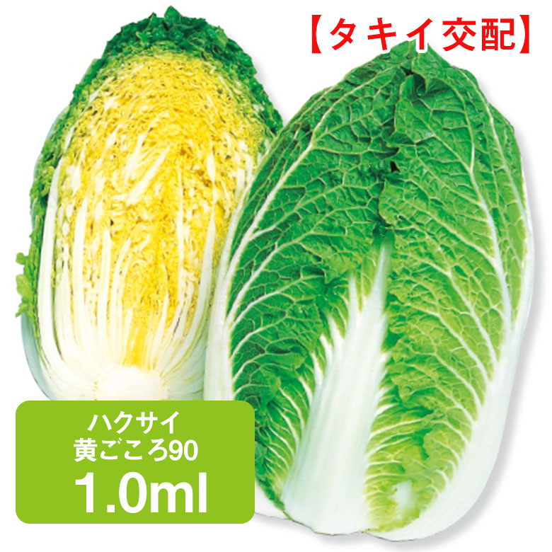 野菜の種 種子 きらぼし85・ハクサイ・白菜 0.9ml（メール便発送）タキイ種苗 葉菜