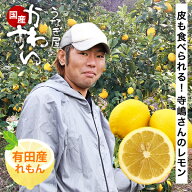 ＼みかんの本場・有田から産直／ 寺嶋さんの有田産レモン 皮ごと食べられる！ 収穫次第順次発送 れもん …