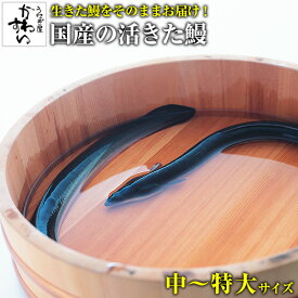 生きたうなぎ 1kg うなぎ屋かわすい うなぎ 鰻 活鰻 業務用 活ウナギ 国内産 店舗用 卸売 送料無料 BBQ キャンプ バーベキュー