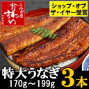 特大国産うなぎの蒲焼き170g×3本【送料無料】【ウナギ 鰻 蒲焼き 国内産 ギフト 贈り物 】 ランキングお取り寄せ