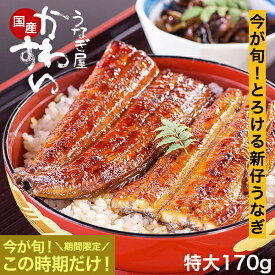 ＼身と皮が柔らかい／ 新仔うなぎ 秋の味覚 特大サイズ 新仔 シンコ しんこうなぎ 国産 かわすい 冷凍 うなぎ蒲焼き ウナギ 鰻 蒲焼き グルメ 【うなぎ屋かわすい】 送料無料 ギフト 新仔鰻 新仔ウナギ 新仔うなぎ蒲焼き 柔らかい 肉厚 特大 お取り寄せ 国産うなぎ