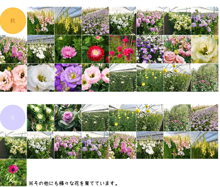 楽天市場 誕生日 花 母 女性 女友達 男性 ギフト 送料無料 誕生日プレゼント フラワーアレンジメント バラ ギフト 送別会 季節の花 退職祝い 退院祝い 結婚記念日 発表会 祝い 記念日 お礼 妻 渋沢栄一 代 30代 40代 50代 60代 70代 80代 90代