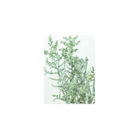 ストーベ フロッキーグリーン プリザーブドフラワー ドライフラワー 花材 資材 材料 フラワーアレンジメント 小花