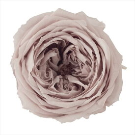 ローズ てまり ピンクベージュ（8輪入） プリザーブドフラワー ドライフラワー 花材 資材 材料 フラワーアレンジメント 小花