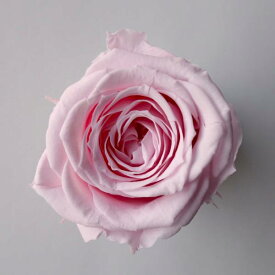 ローズ サラ シャーベットピンク（9輪入り） プリザーブドフラワー ドライフラワー 花材 資材 材料 フラワーアレンジメント 小花