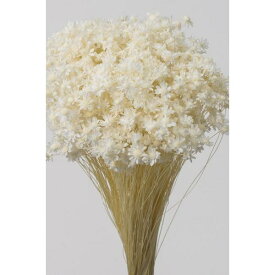 白 スターフラワー ミニ プリザーブドフラワー ドライフラワー 花材 資材 材料 フラワーアレンジメント 小花
