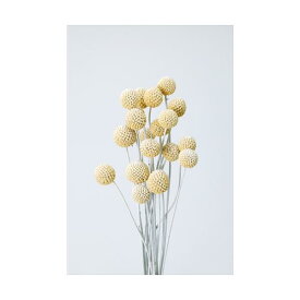 ビリーボタン サイズミックス ウォッシュホワイト プリザーブドフラワー ドライフラワー 花材 資材 材料 フラワーアレンジメント 小花