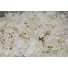 【TOKA】ソフトあじさいアナベル ホワイト プリザーブドフラワー ドライフラワー 花材 資材 材料 フラワーアレンジメント 小花